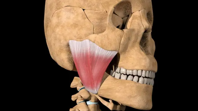 Masseter
