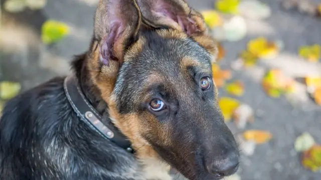 Смущенный пес