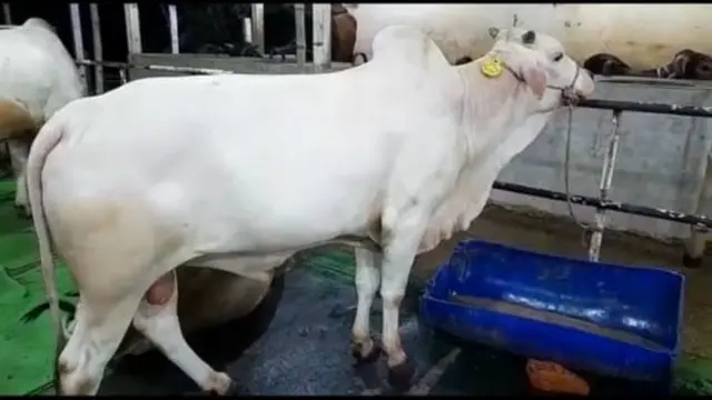 মীর কাদিম জাতের গরু