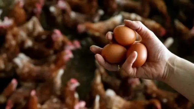 zehirli yumurta skandalı