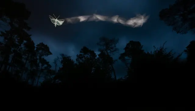 Mariposas ao entardecer no Parque Nacional Őrségi, na Hungria