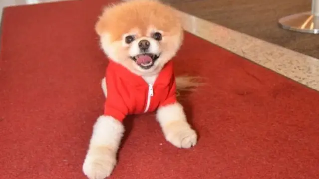 क्यूट कुत्रा