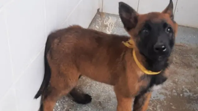 El perro Wilson cuando todavía era un cachorro.