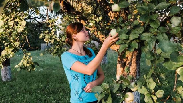 Алена собирает яблоки в семейном саду