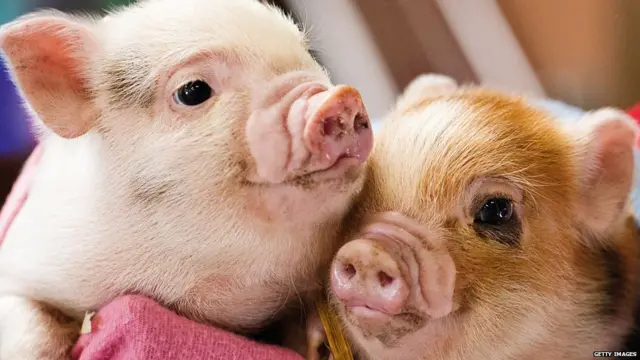 अफ्ऱीकन स्वाइन फ़्लू