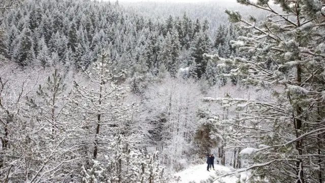 درخت کریسمس