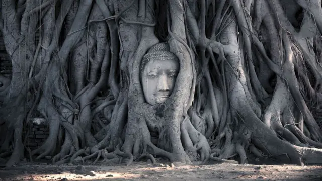 tanaman, berkebun, kebun, bicara