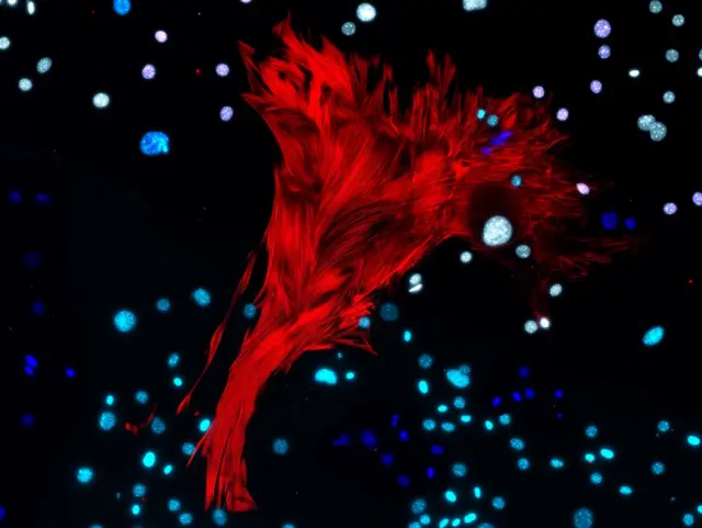 Перицит цветения