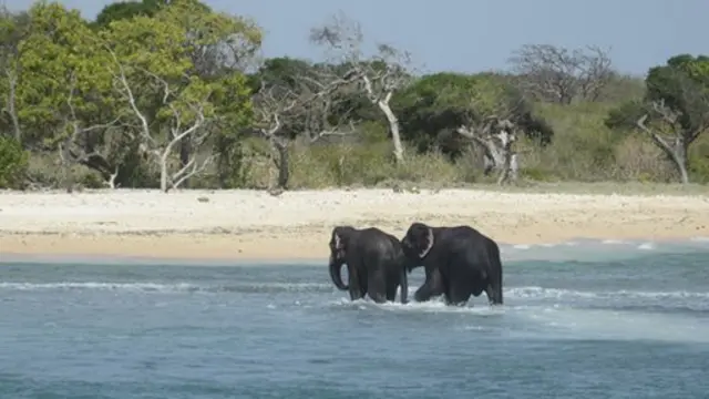 இலங்கை: கடலில் மூழ்கிய யானைகள் கடற்படையினரால் மீட்பு