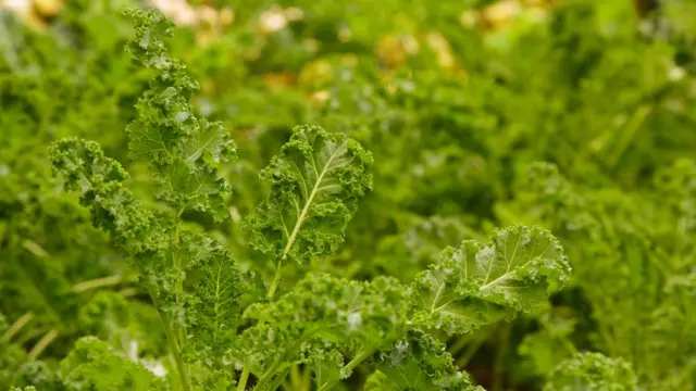 Detalle de cultivo en un Walipini de la Granja Ventilla.