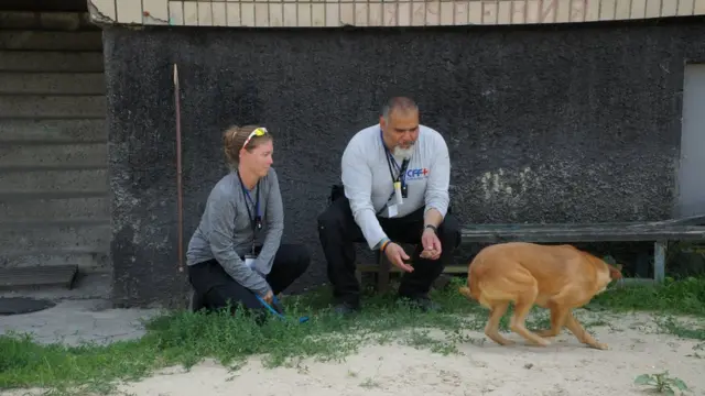 Собака тікає від волонтера