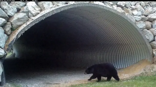 許多大型哺乳動物因為野生動物走廊而受益,在自然保護區,動物往往被隔離起來,這些通道越來越被視為一種可持續的替代方法
