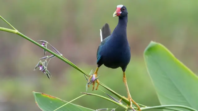 Frango-d'água-azul