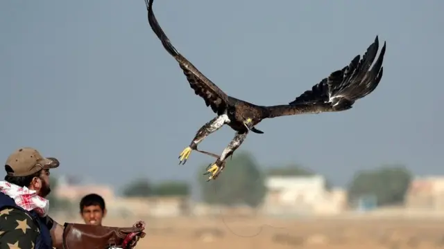 соколине полювання