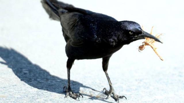 Вороны пользуются ветками и сучками, чтобы извлекать насекомых и червей из стволов деревьев