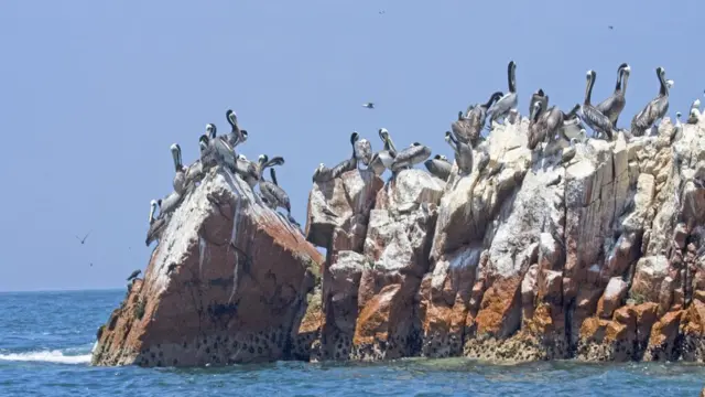 Guano en las islas de Perú