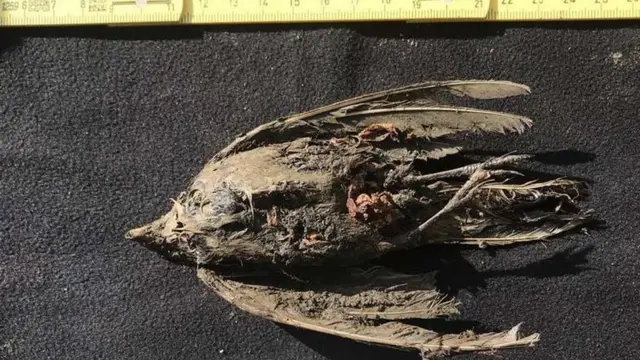 Мумия птицы