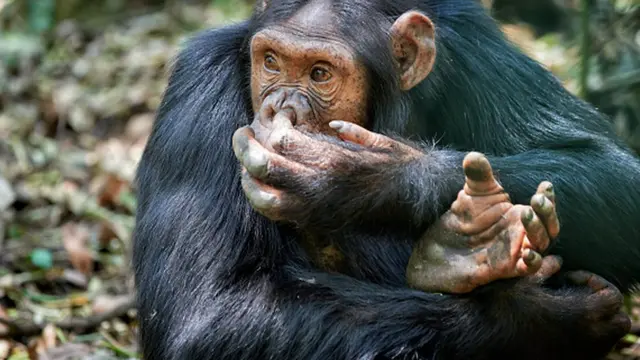 சிம்பான்சி குரங்கு