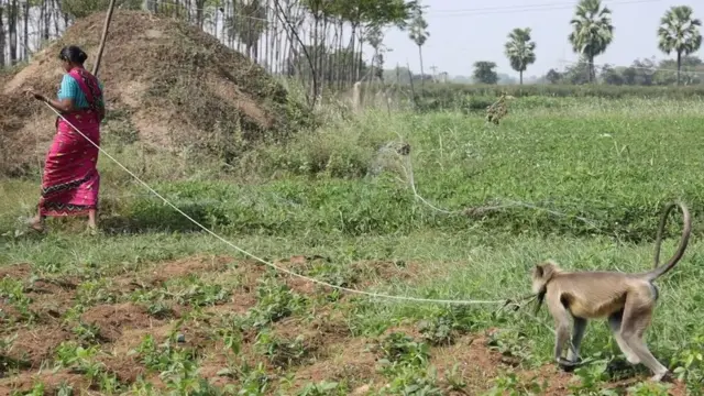 పంటల కాపలాకు కొండముచ్చును తెచ్చుకున్నారా అని తెలంగాణ ప్రభుత్వం రైతులను ప్రశ్నిస్తోంది