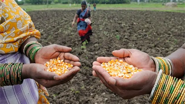 మొక్కజొన్న