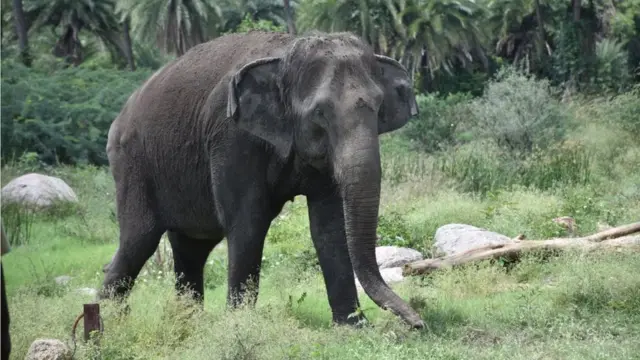 83 ఏళ్ల ఆసియా ఏనుగు రాణి