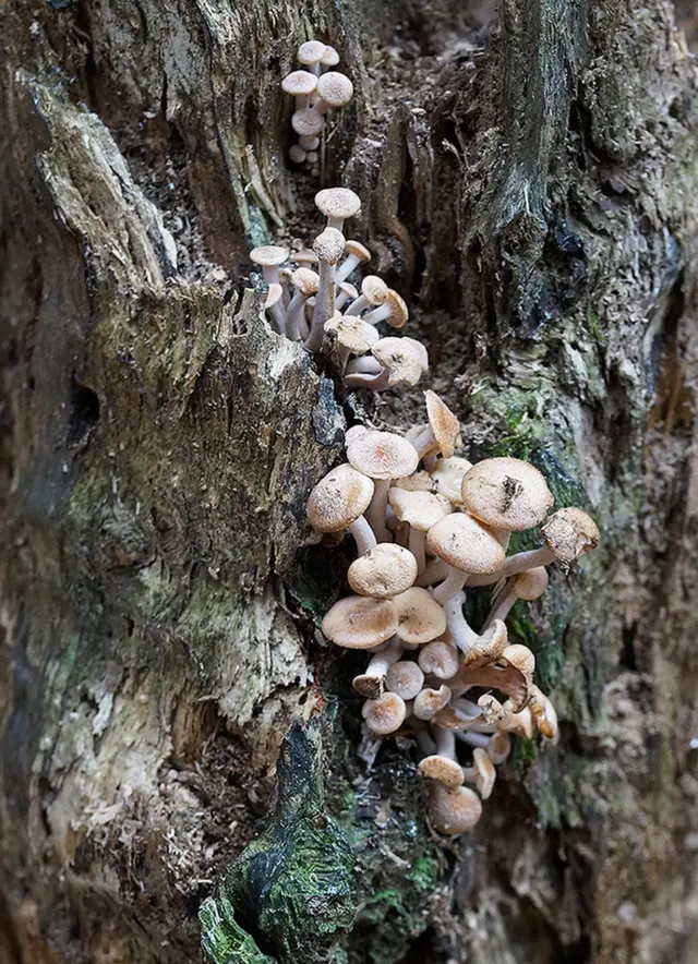 مشروم، کمبیاں