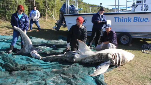 Ataques1xbet yukleorca a tubarões não são incomuns, mas enfrentamentos com o tubarão-branco supreenderam especialistas