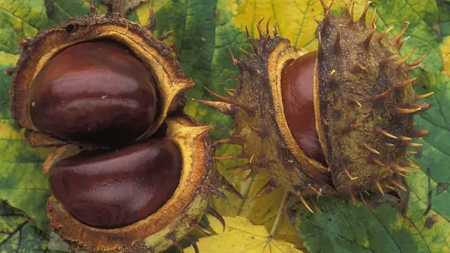 نوعی شاه بلوط که هدف حمله بید و بیماری قرار داشته اکنون در میان