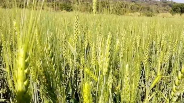 Oq paypoq kiygan oriq qiz porno onlayn Kolomnadagi ayollar jinsiy aloqa