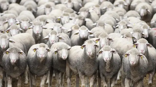 గొర్రెలు