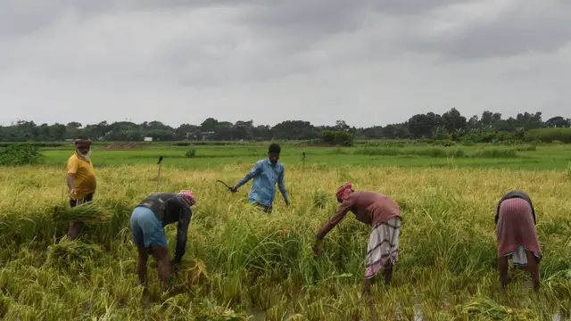 জলবায়ু পরিবর্তনের কারণে বাংলাদেশে ফসলের প্যাটার্ন বদলে যাচ্ছে - বলছেন কৃষকরা