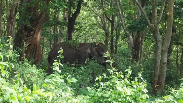 காட்டில் யானை