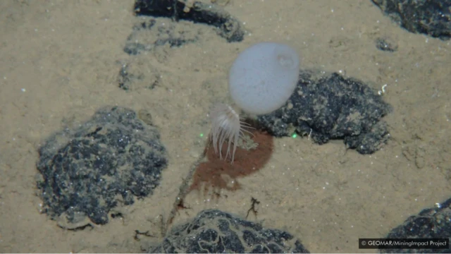 Morska anemona i sunđer, priljubljeni uz polimetalni nodul.