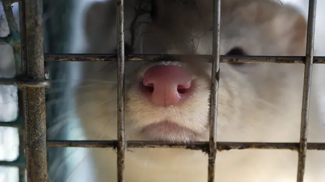 حيوان المنك