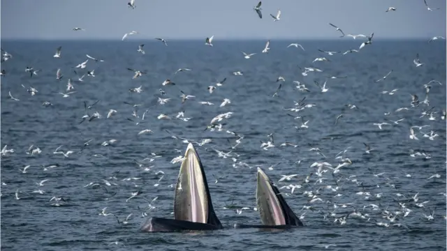 วาฬบรูด้า ในทะเลอ่าวไทย