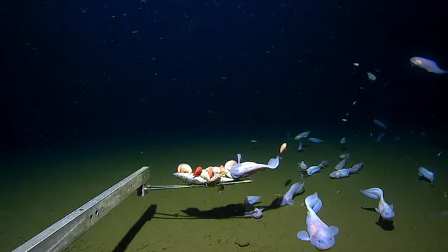 過去最深の海中で泳ぐ魚を確認 伊豆・小笠原海溝＝国際研究グループ - BBCニュース