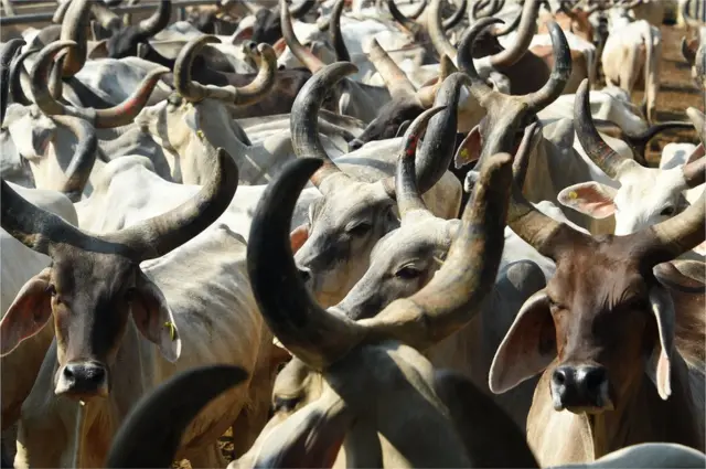 गाय छोड़ती हैं मिथेन गैस