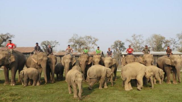 Safari elephants and their calves