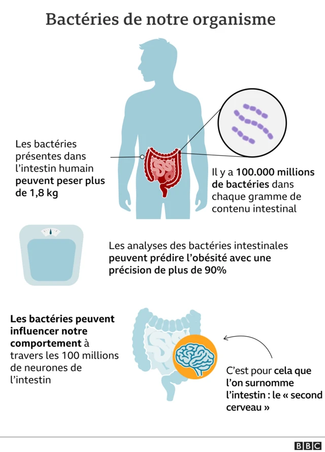 bactéries intestinales
