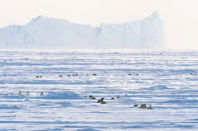 A wide landscape with penguins walking on the ice