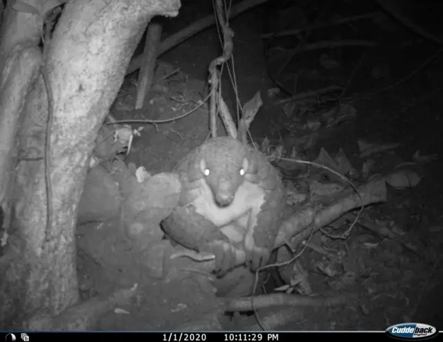 रात्रीच्या वेळी खवले मांजराची ट्रॅप कॅमेऱ्यात टिपलेली हालचाल