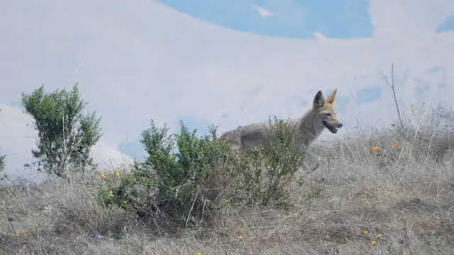 Coyote