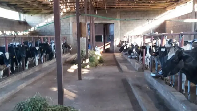 Loon aannanii Dr Almatshaay Tasfaa