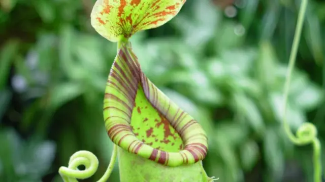 Schwallier meyakini ada nilai konservasi dalam konsumsi kantong semar.