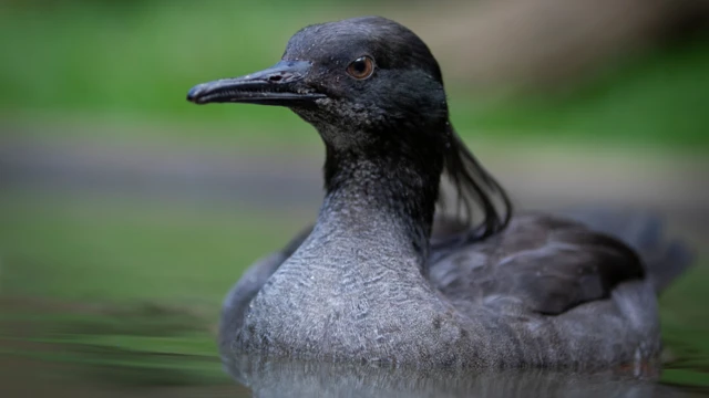 pato-mergulhão na água