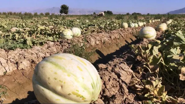 خربزه