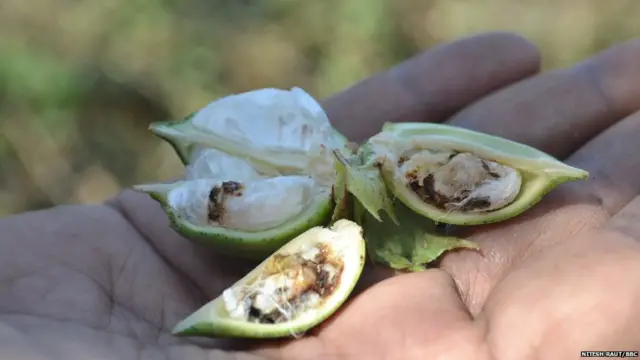 बोंडअळीच्या प्रादुर्भावामुळे हजारो हेक्टरवरल्या कापसाचं नुकसान झालं आहे.