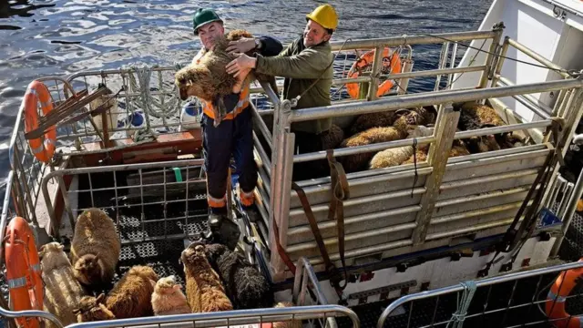 岛民用船运输羊