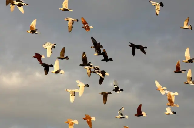 Pigeons fly in the sky in Sanliurfa, Turkey