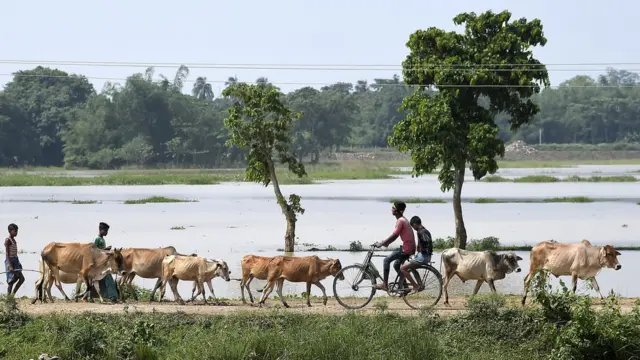 Campo en India